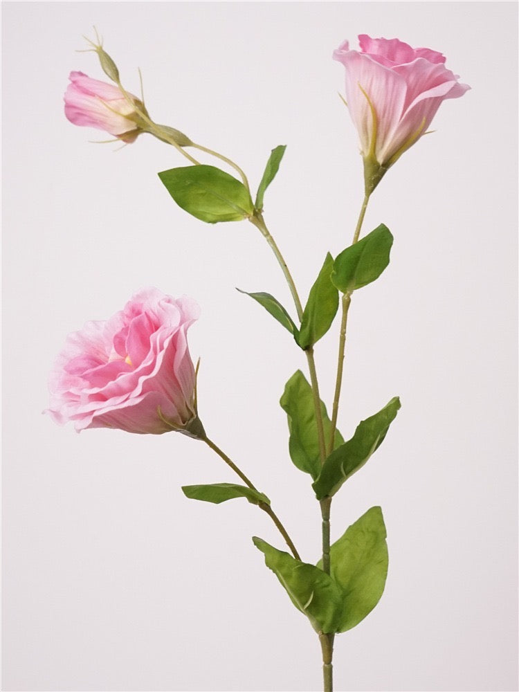 Pink Lisianthus