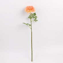 Load image into Gallery viewer, Peach Zinnia
