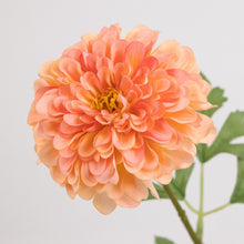Load image into Gallery viewer, Peach Zinnia
