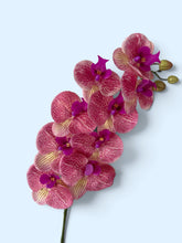 Load image into Gallery viewer, Sunset Orchid
