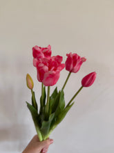 Load image into Gallery viewer, Coral frill Tulip
