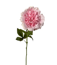 Load image into Gallery viewer, Pastel pink real touch Peony
