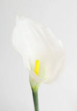 Load image into Gallery viewer, White real touch Calla Lily
