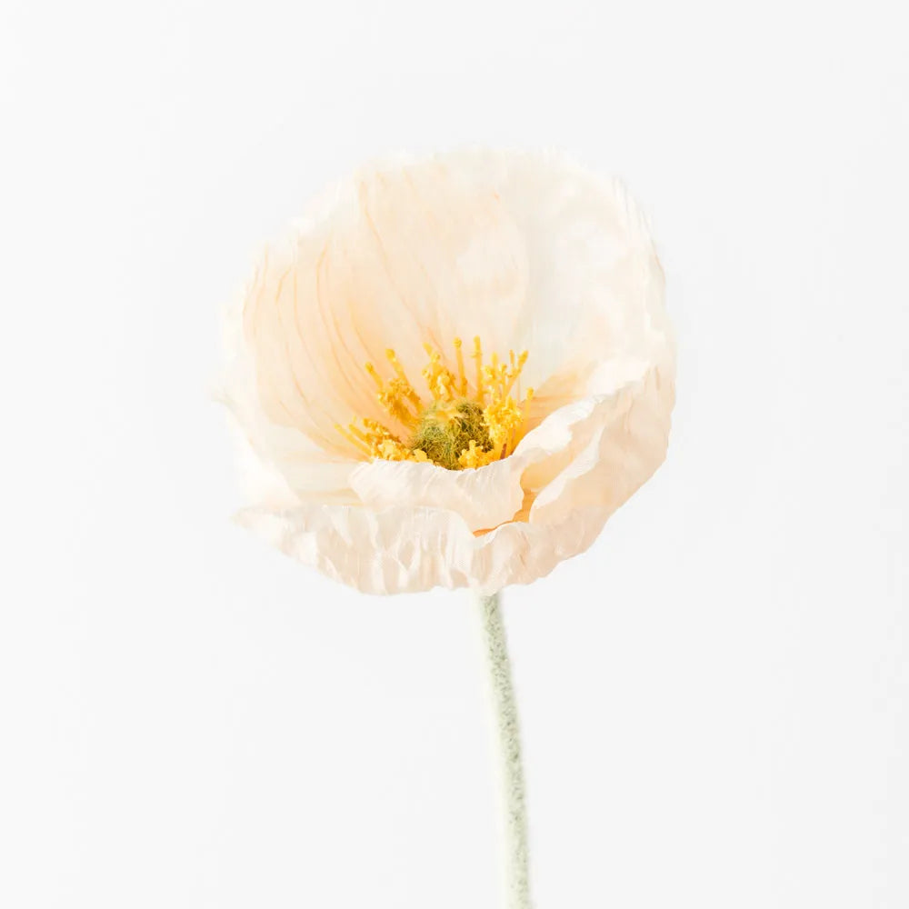 Peach Iceland Poppy