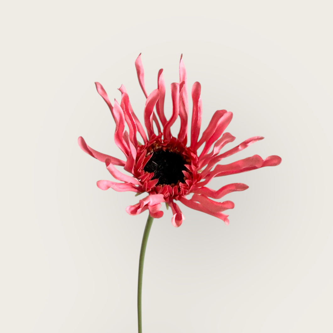 Pink Spider Gerbera (5 stems)