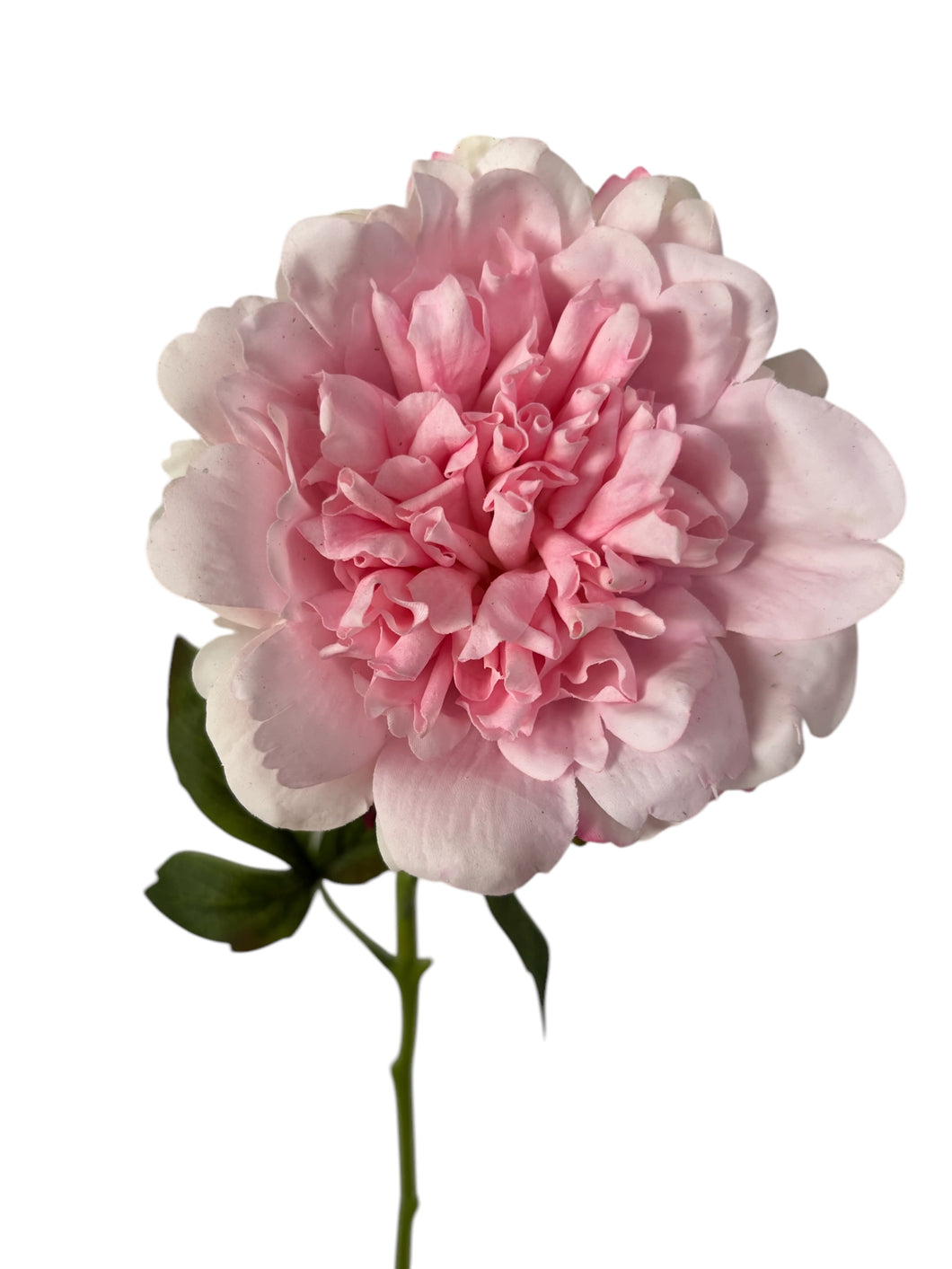 Pastel pink real touch Peony