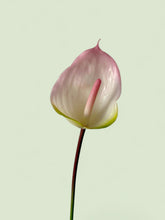 Load image into Gallery viewer, Pink Pearl Anthurium
