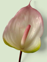 Load image into Gallery viewer, Pink Pearl Anthurium
