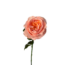 Load image into Gallery viewer, Peach David Austin Rose (out of stock) Arriving late Feb
