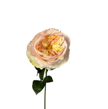 Load image into Gallery viewer, Light Peach David Austin Rose
