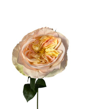 Load image into Gallery viewer, Light Peach David Austin Rose
