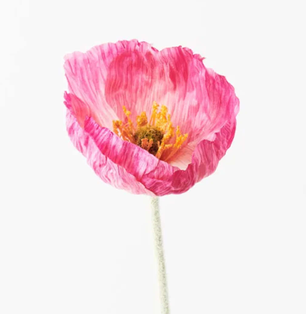 Fuschia Iceland Poppy