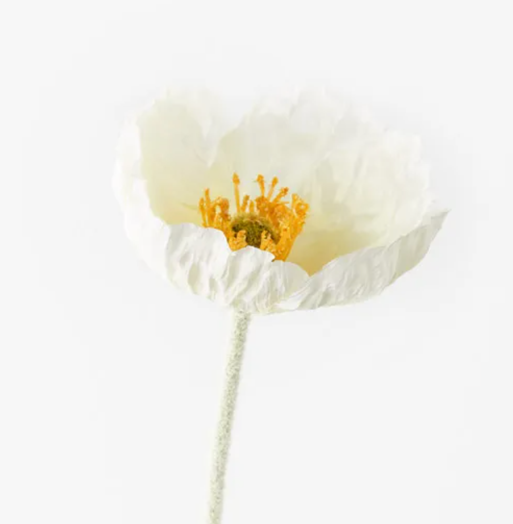 White Iceland Poppy