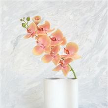 Load image into Gallery viewer, Orange Phalaenopsis Orchid
