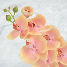 Load image into Gallery viewer, Orange Phalaenopsis Orchid
