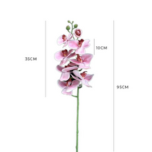 Load image into Gallery viewer, Mauve Phalaenopsis Orchid
