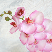 Load image into Gallery viewer, Mauve Phalaenopsis Orchid
