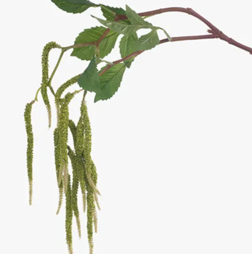 Green Amaranthus