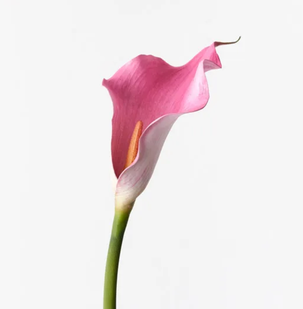 Pink Calla Lily