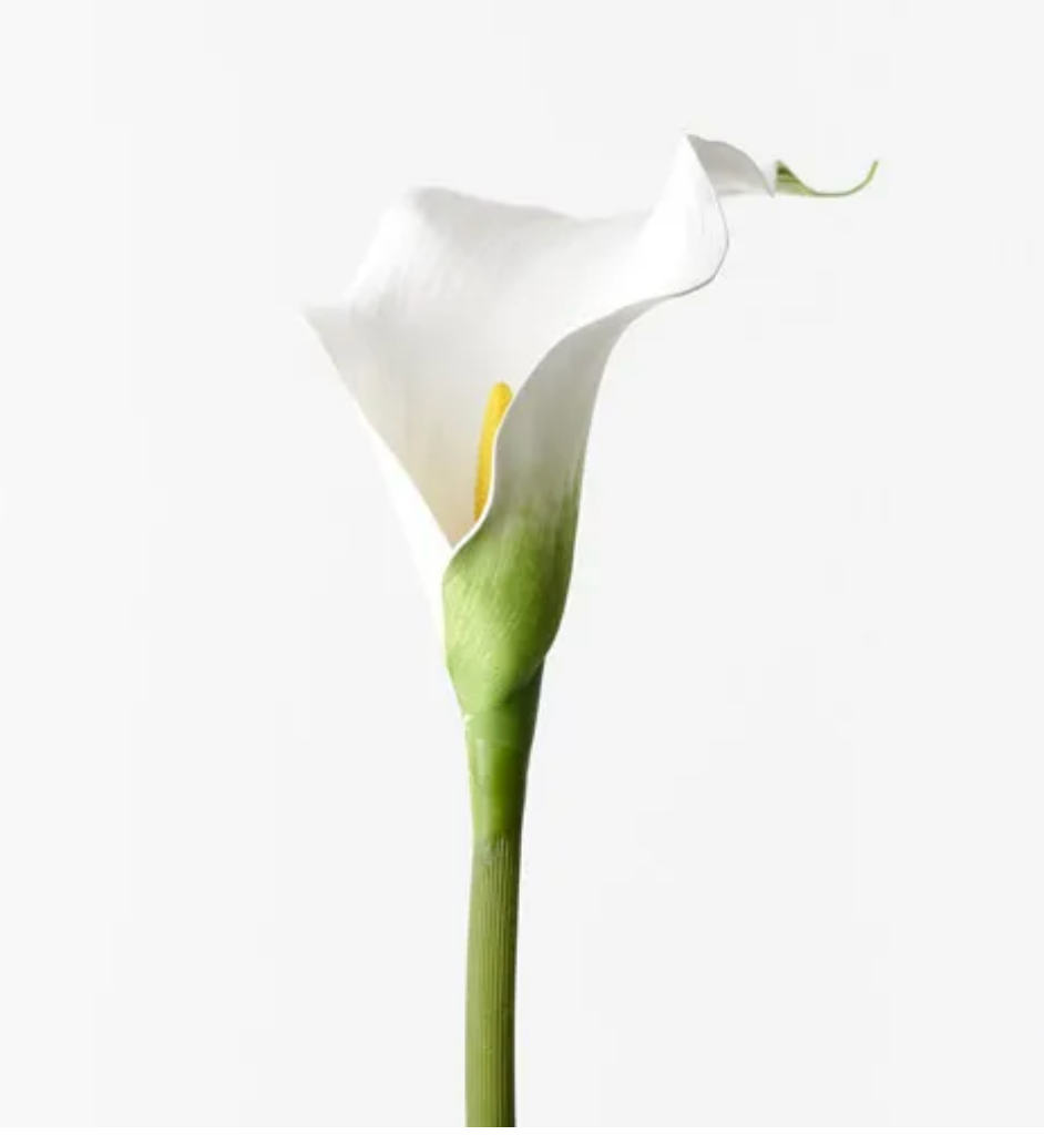 White Calla Lily