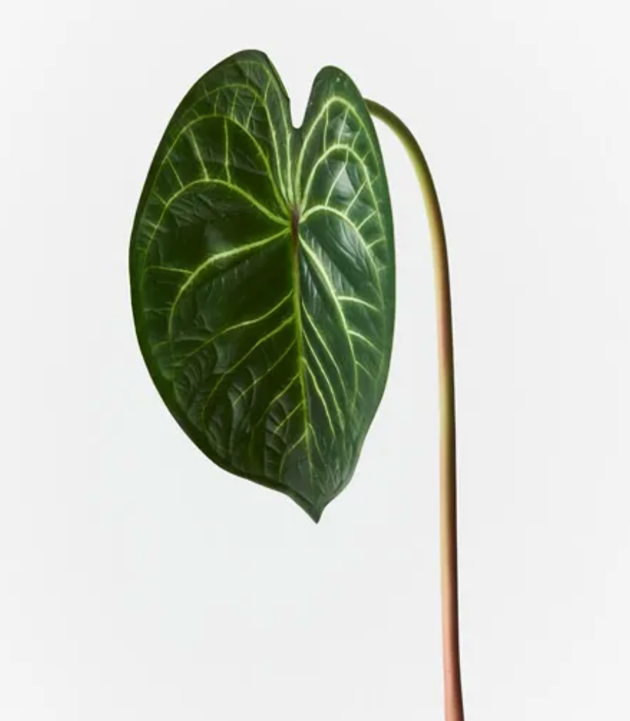 Anthurium Clarinervium Leaf
