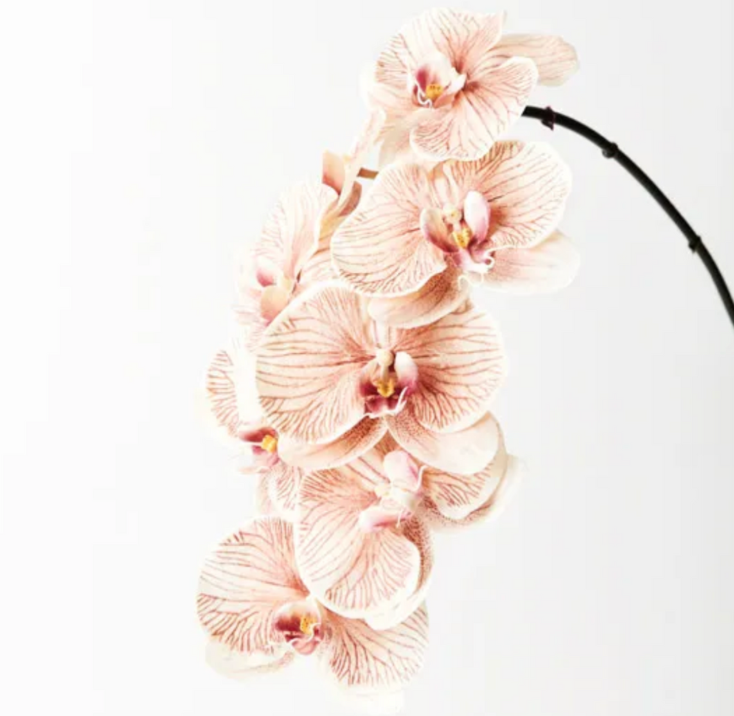 Brown Luxe Phalaenopsis Orchid