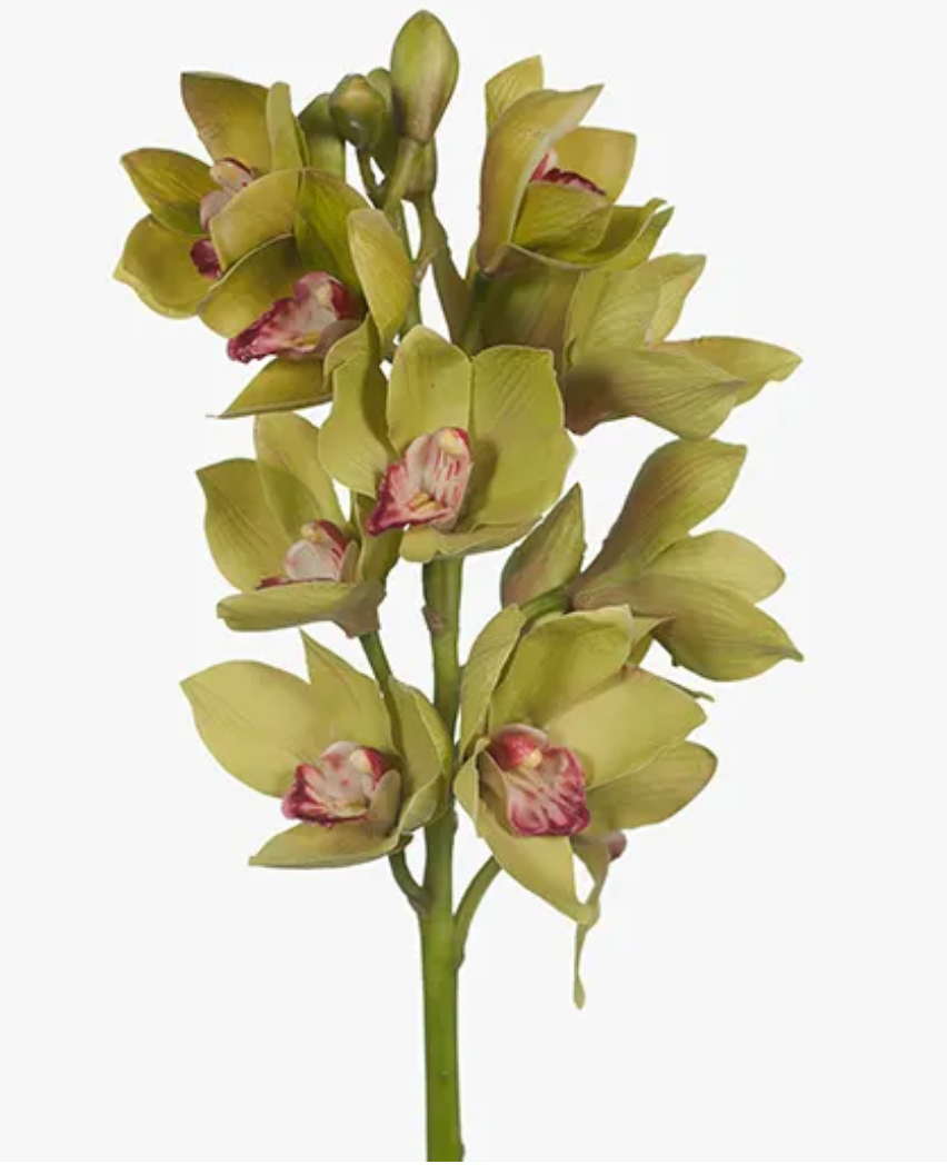 Green Cymbidium Orchid