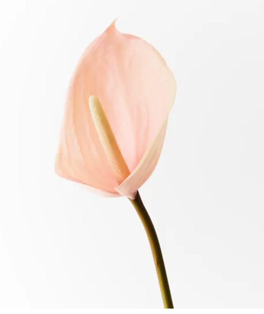 Light pink Anthurium