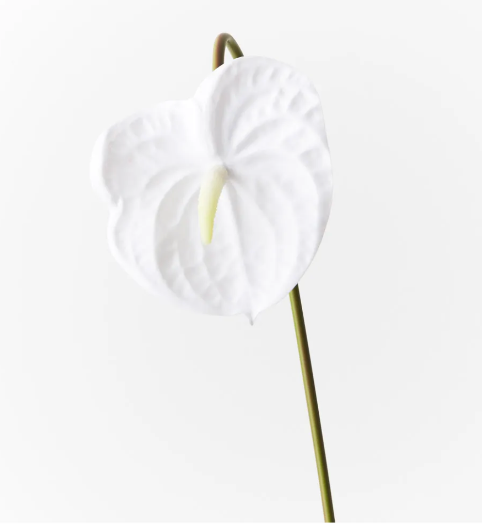 White Anthurium