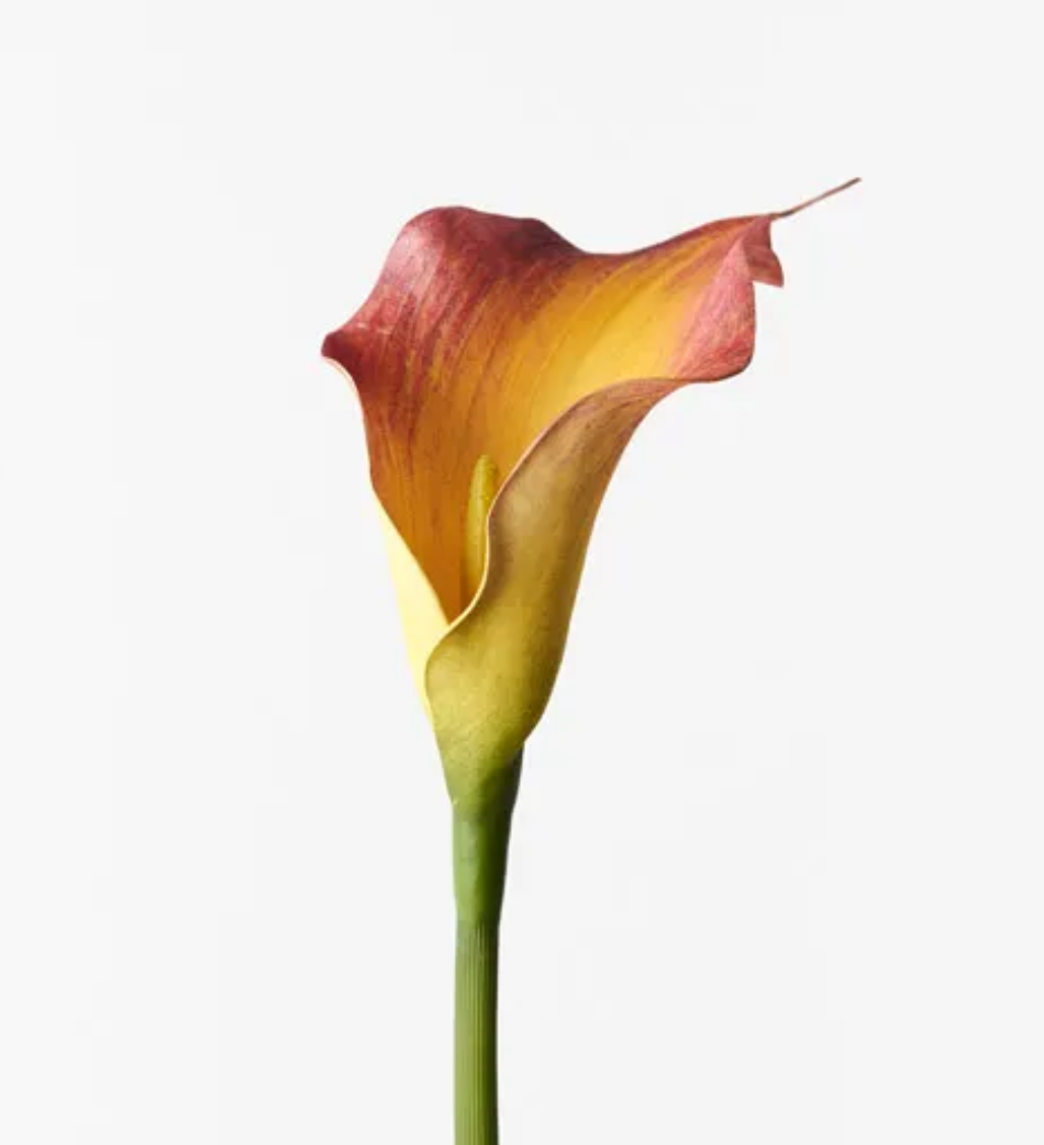 Flame Calla Lily