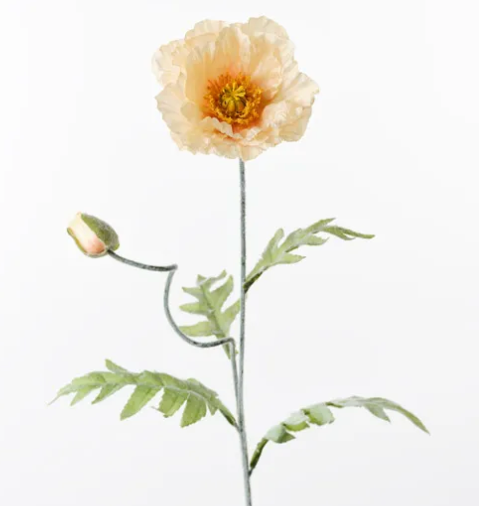 Peach Iceland Poppy