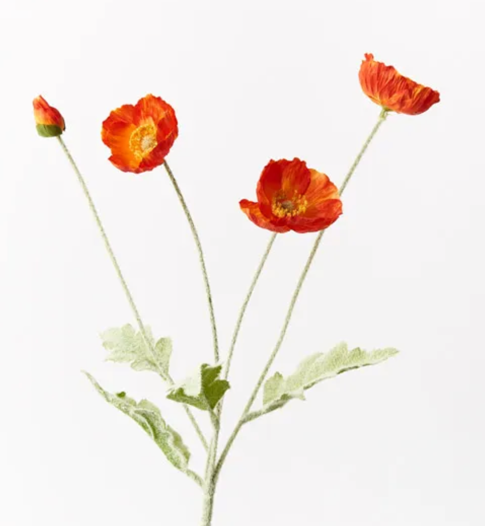 Burnt Orange Poppy
