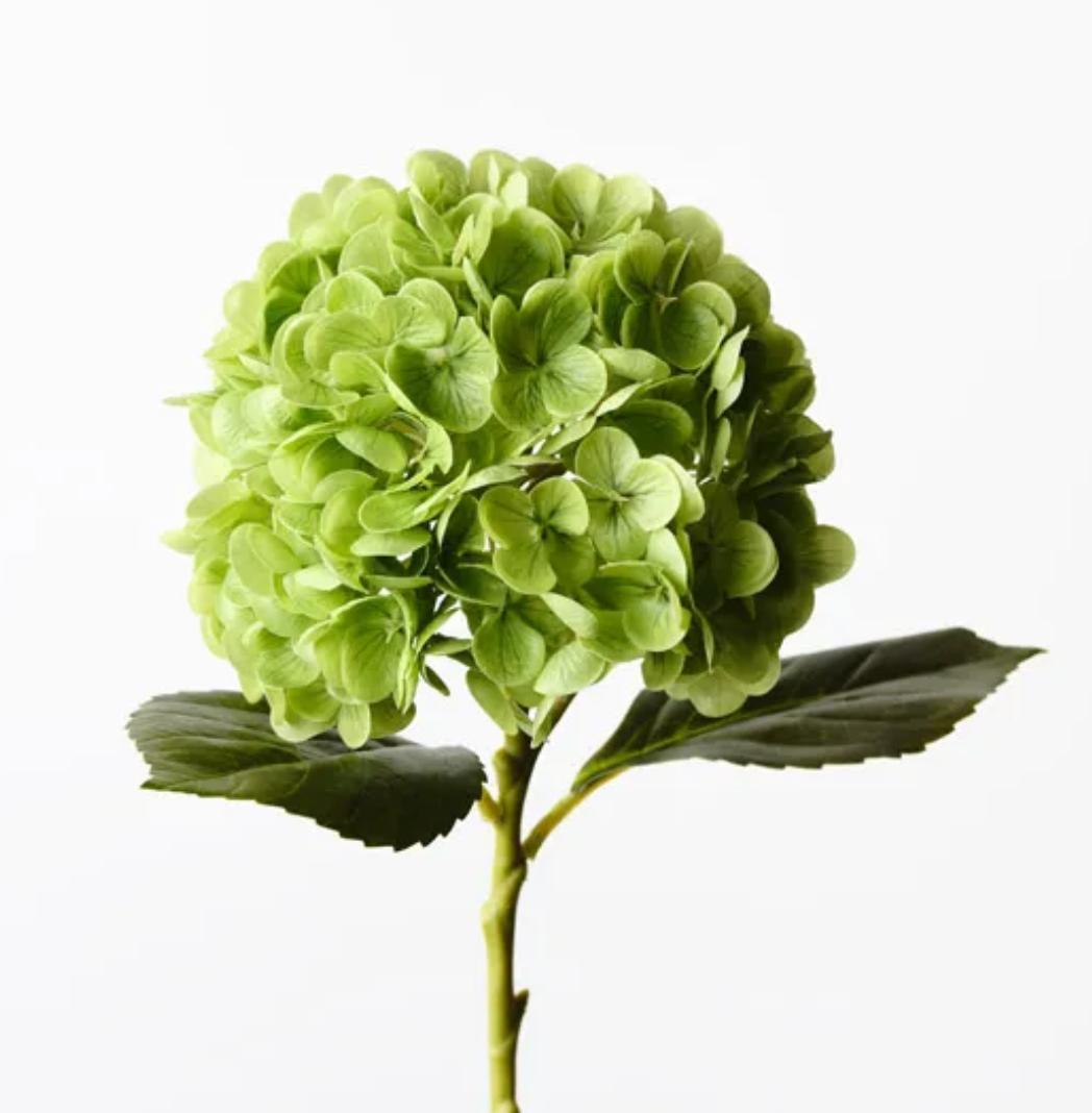 Green Hydrangea