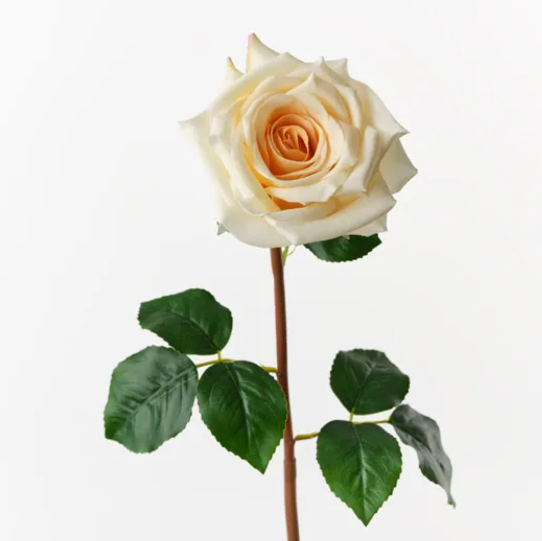 Soft Yellow Rose