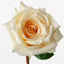 Load image into Gallery viewer, Soft Yellow Rose
