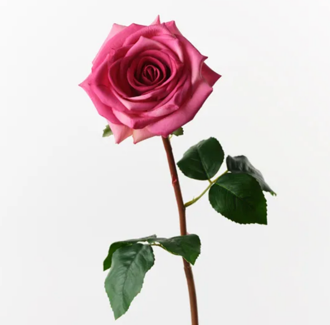Fuchsia Rose