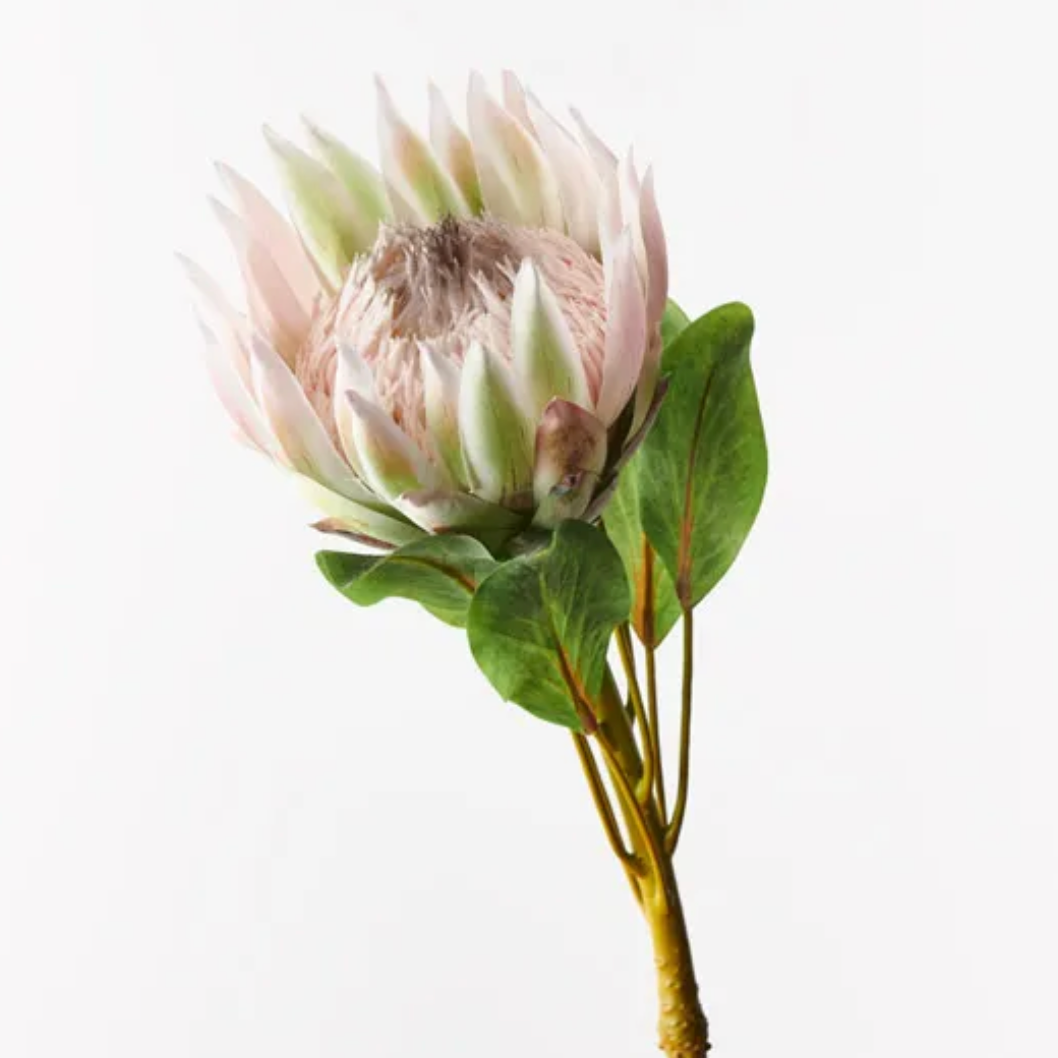 King Protea Light Pink (Large)