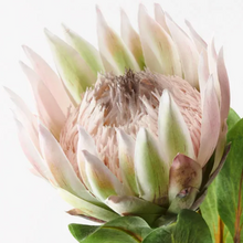 Load image into Gallery viewer, King Protea Light Pink (Large)
