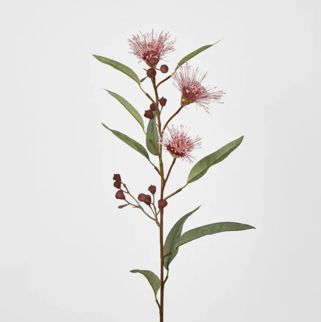Flowering Gum Pink