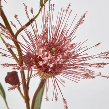 Load image into Gallery viewer, Flowering Gum Pink
