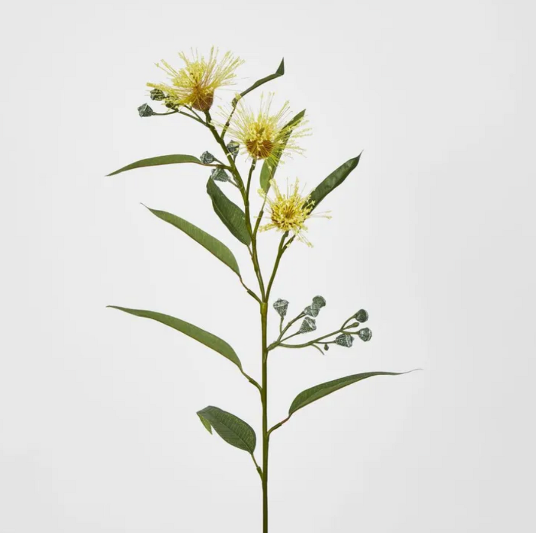Flowering Gum Yellow