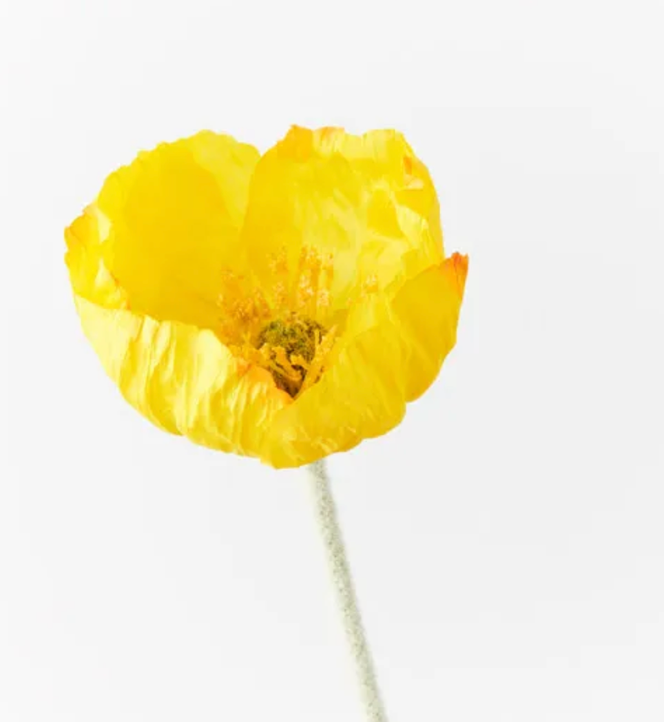 Large yellow Iceland Poppy