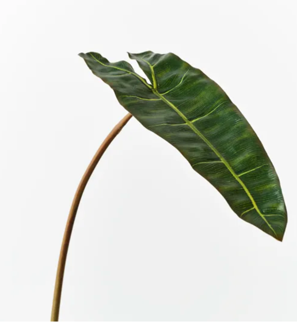 Philodendron Leaf