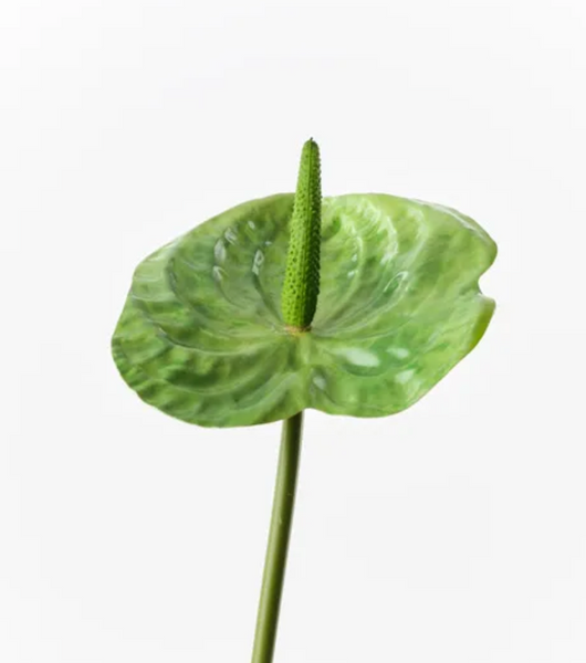 anthurium flowers green Green Anthurium – Studio Alyssum