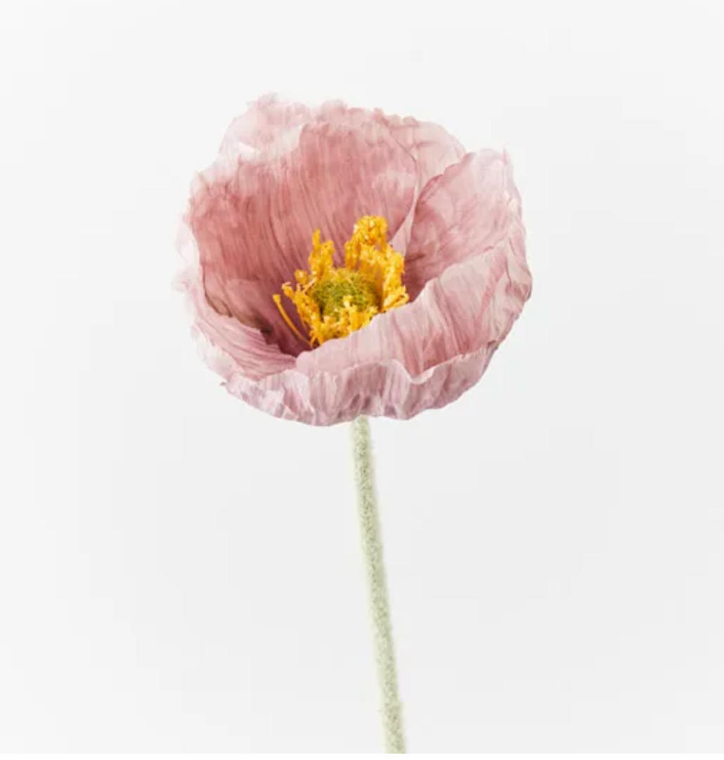 Large Lavender Iceland Poppy