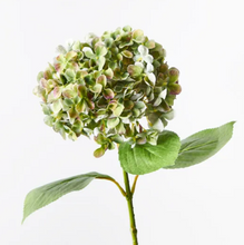 Load image into Gallery viewer, Green purple speckle Hydrangea
