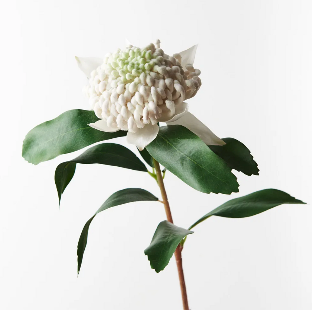 White Waratah
