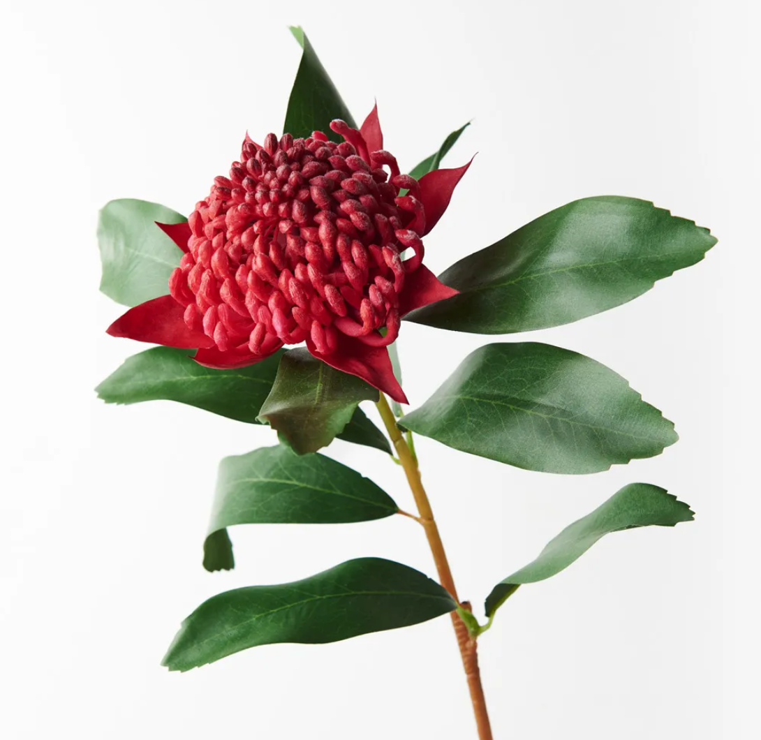 Red Waratah – Studio Alyssum