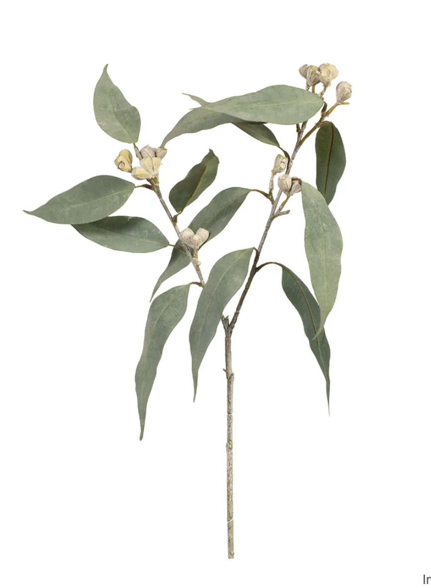Eucalyptus Tetragona Spray