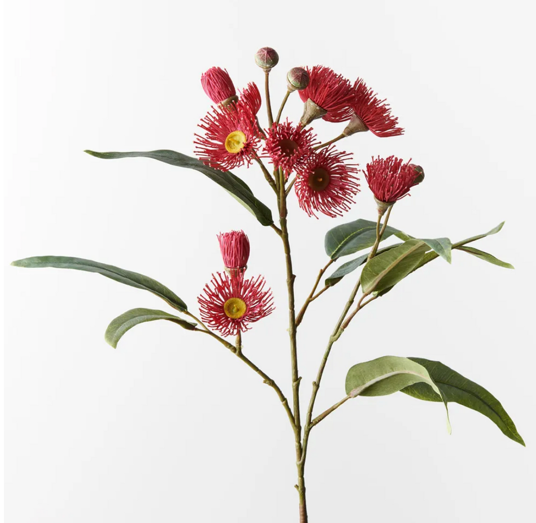 Red Eucalyptus Flowering spray